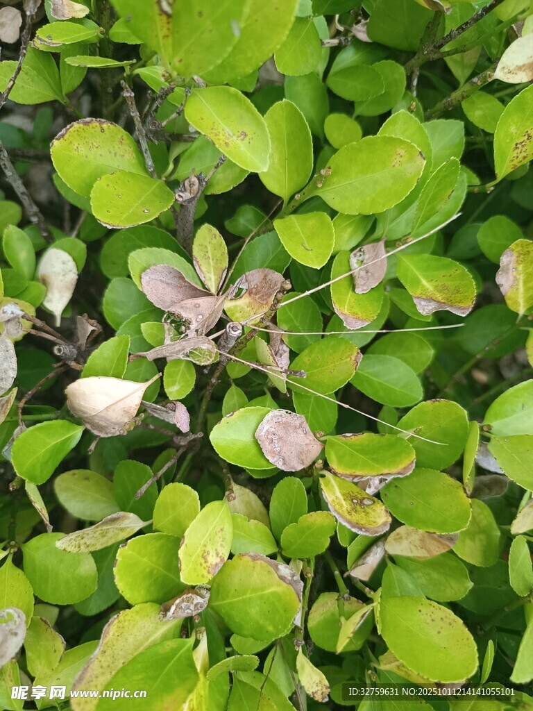 翠绿叶片植物特写