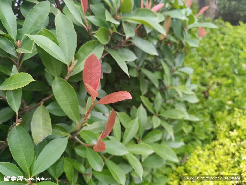 红绿相间的多彩植物景观