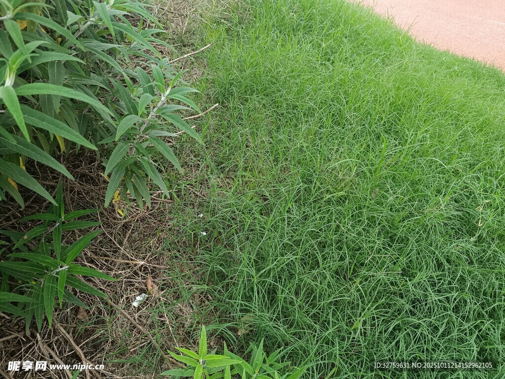 翠绿草地与旁侧植物