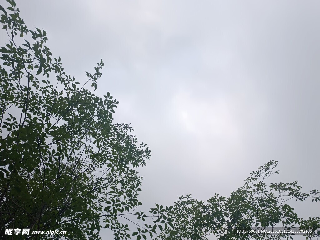 天空下的繁茂枝叶