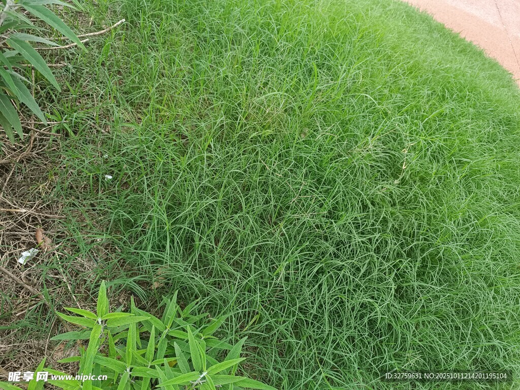 翠绿草地近景