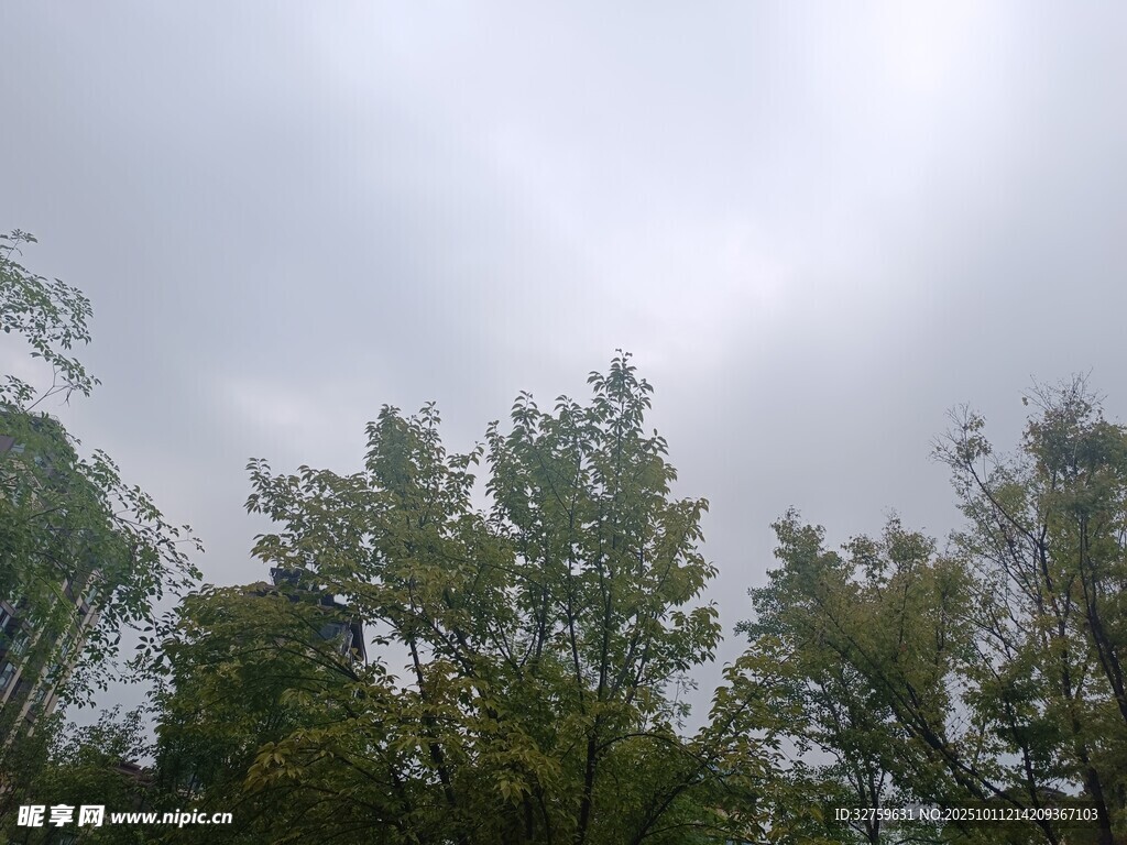 阴天树林景致