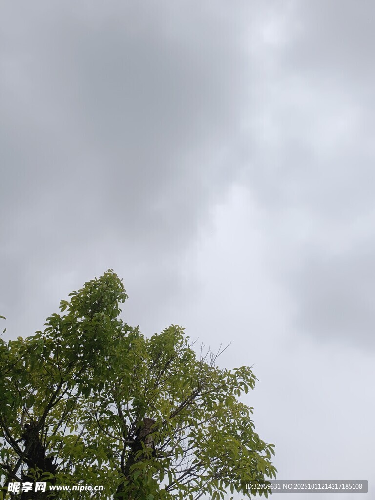 绿树映衬下的阴沉天空