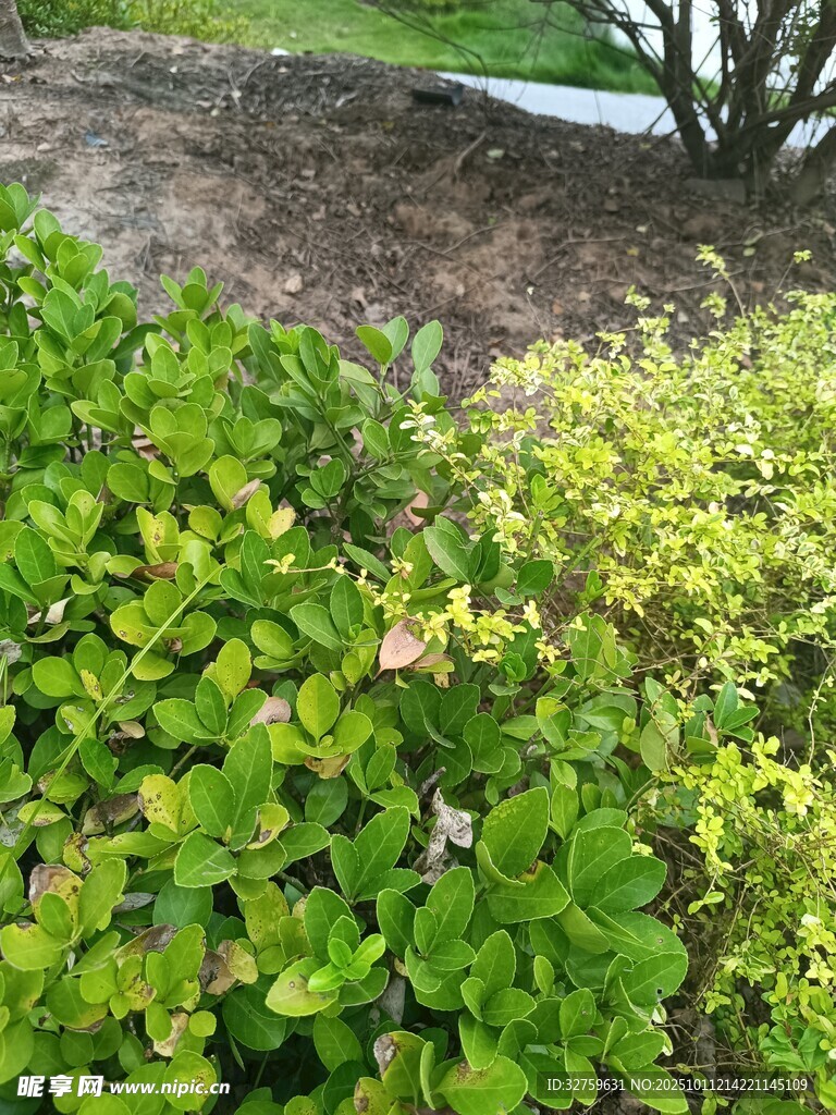 翠绿灌木丛景观