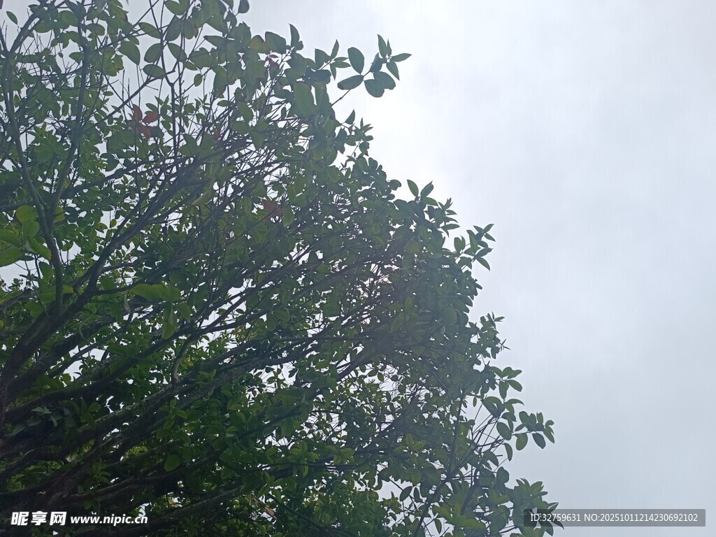 雨中繁茂绿树