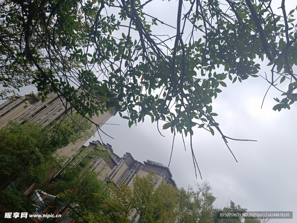 透过树枝看远处建筑