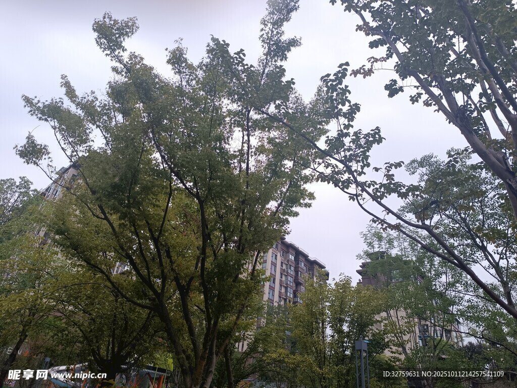 城市中繁茂绿树与建筑