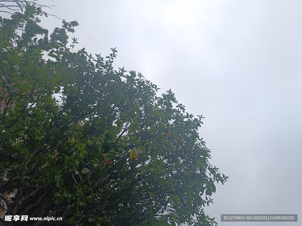 绿树映灰天的自然景致