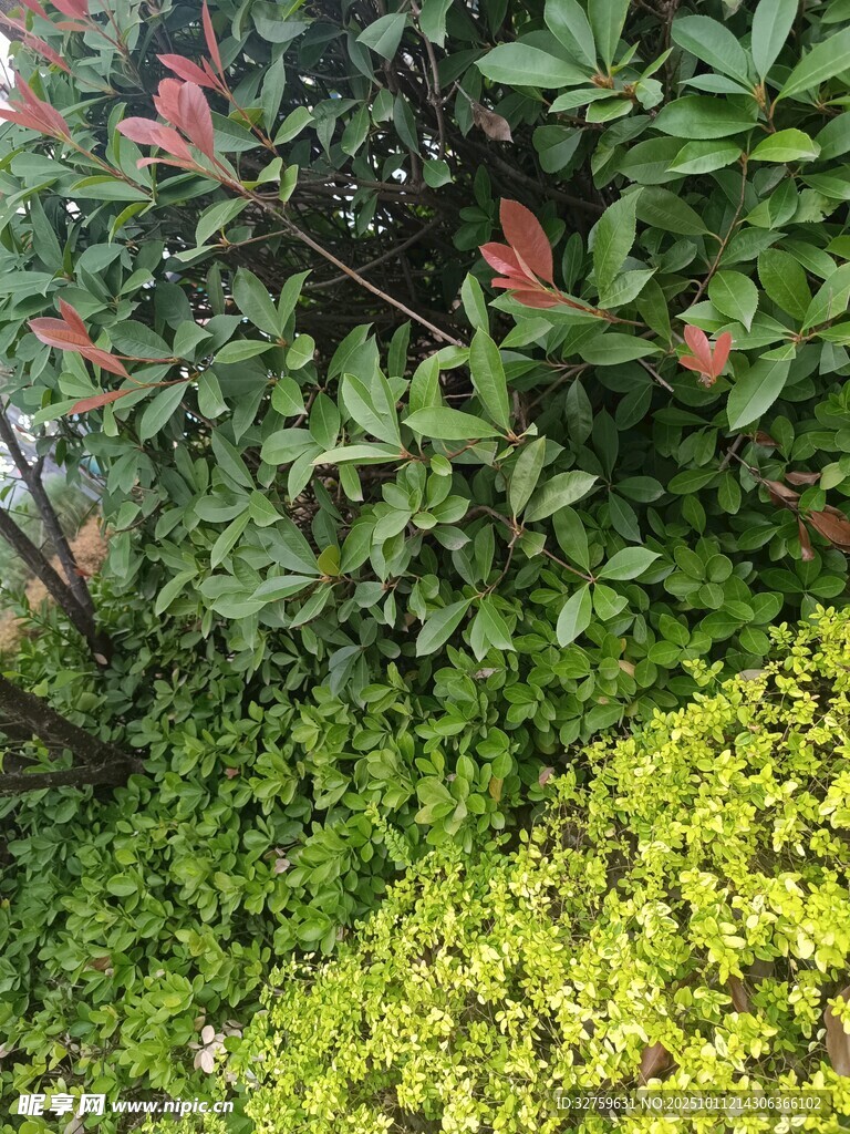 绿叶红花下的生机景象