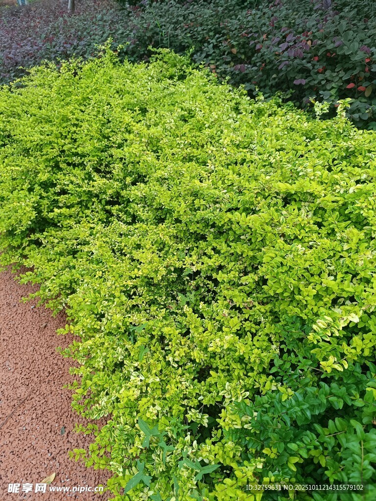 翠绿繁茂的路边灌木丛