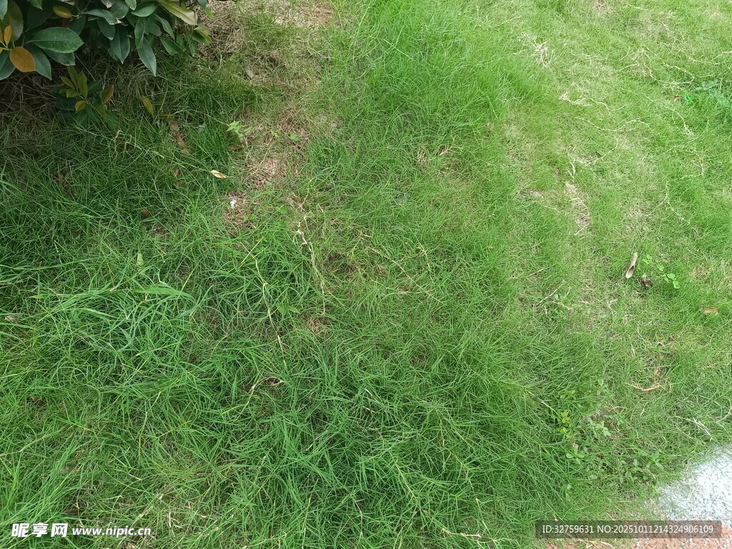 翠绿草地