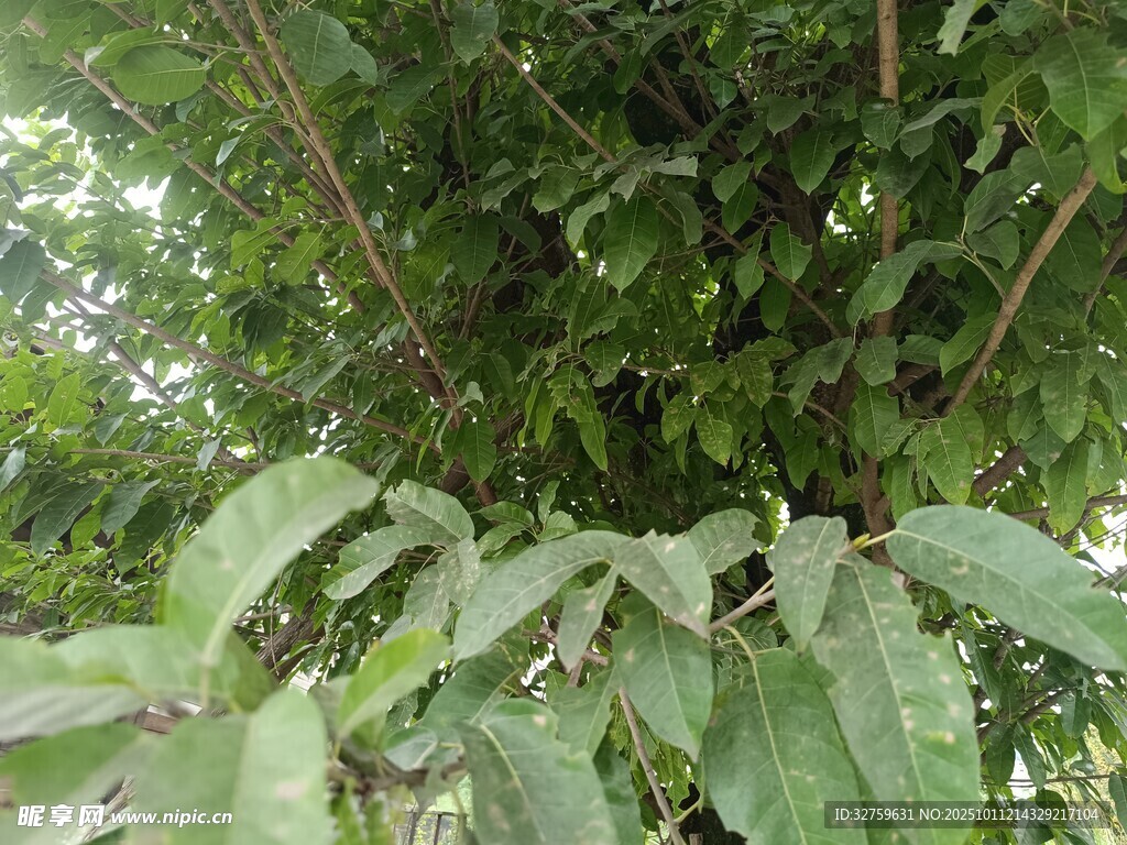 繁茂绿植特写
