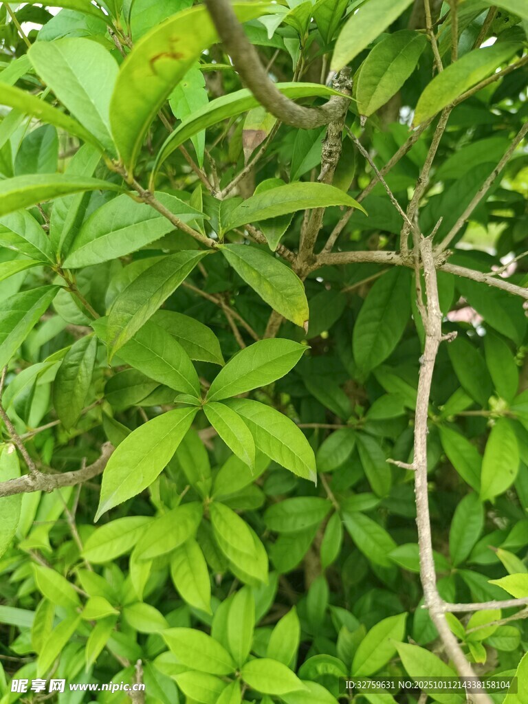 翠绿繁茂的枝叶景观