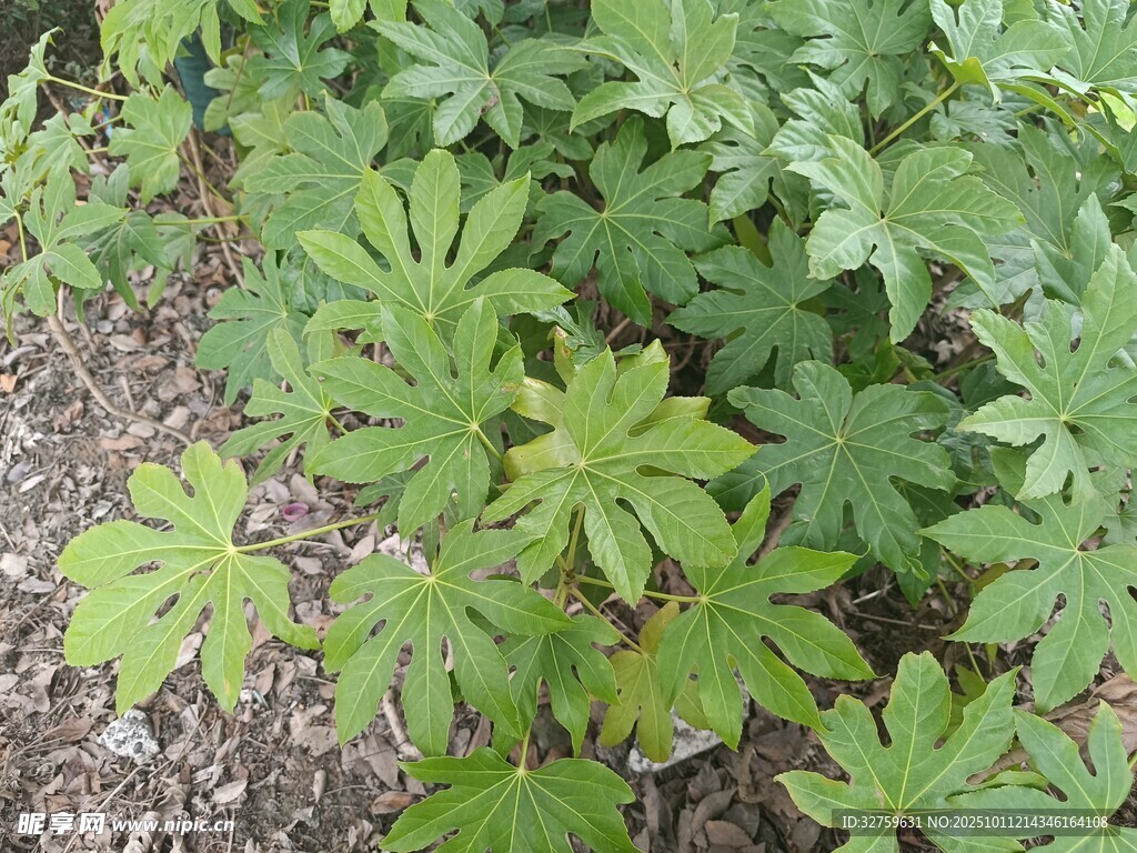 地面上的绿色掌状叶片植物