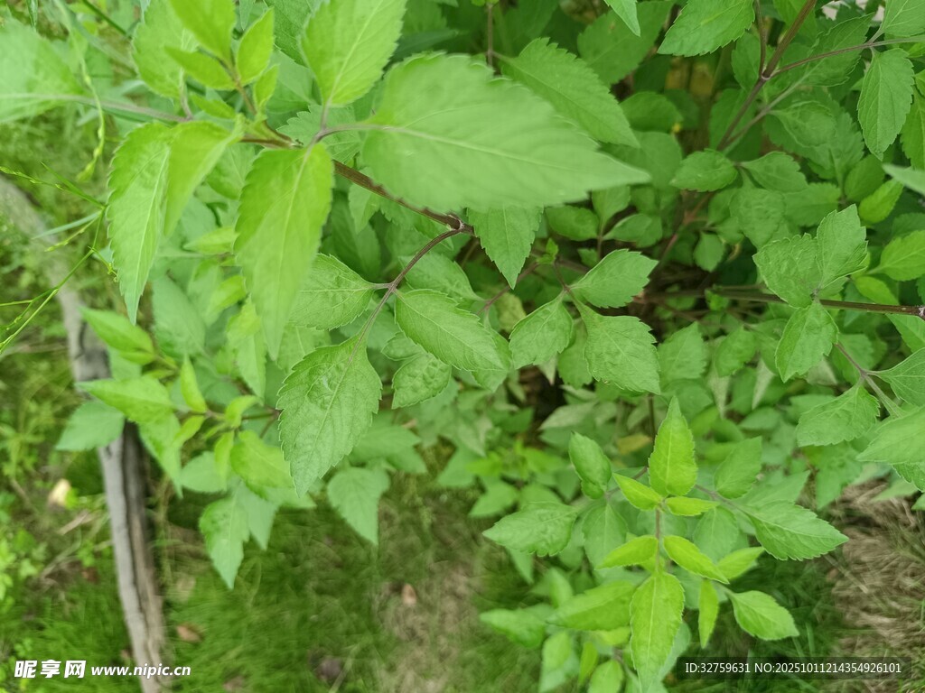 嫩绿蓬勃的植物枝叶