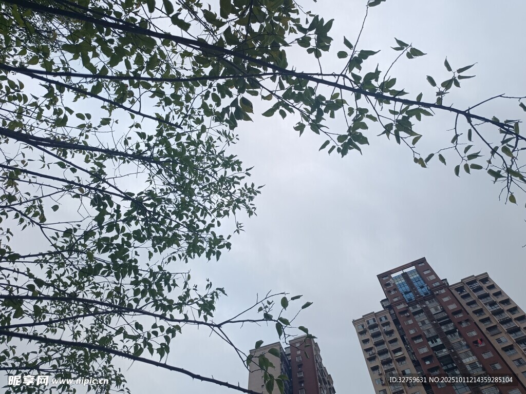 树梢间的高楼景致