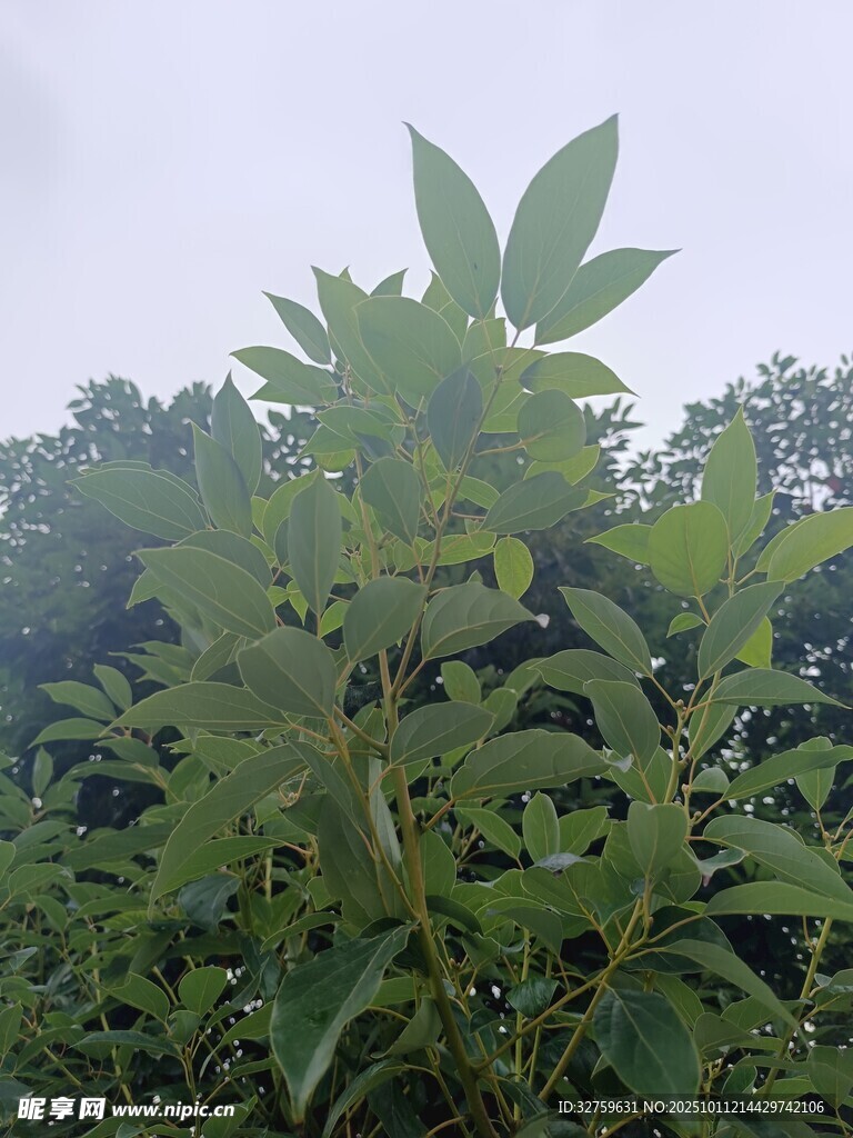 绿叶丛中的植物