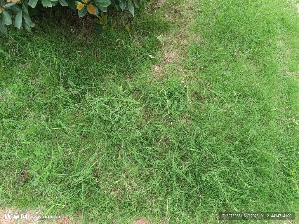 翠绿草地近景