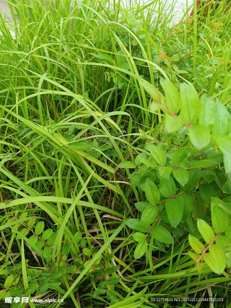 翠绿草丛中的生机景象