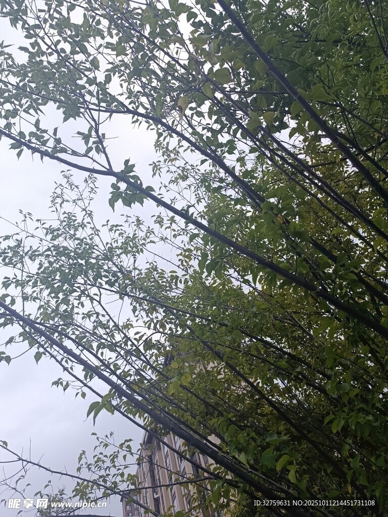 竹林间露出的建筑一角
