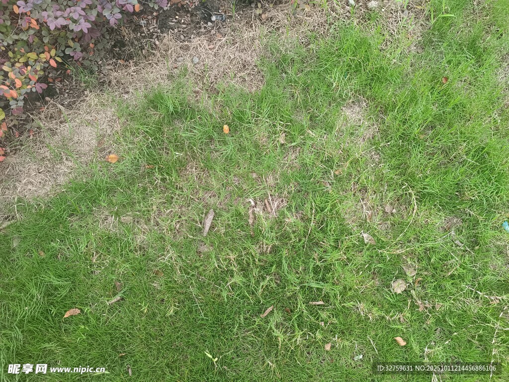 翠绿草地自然景致