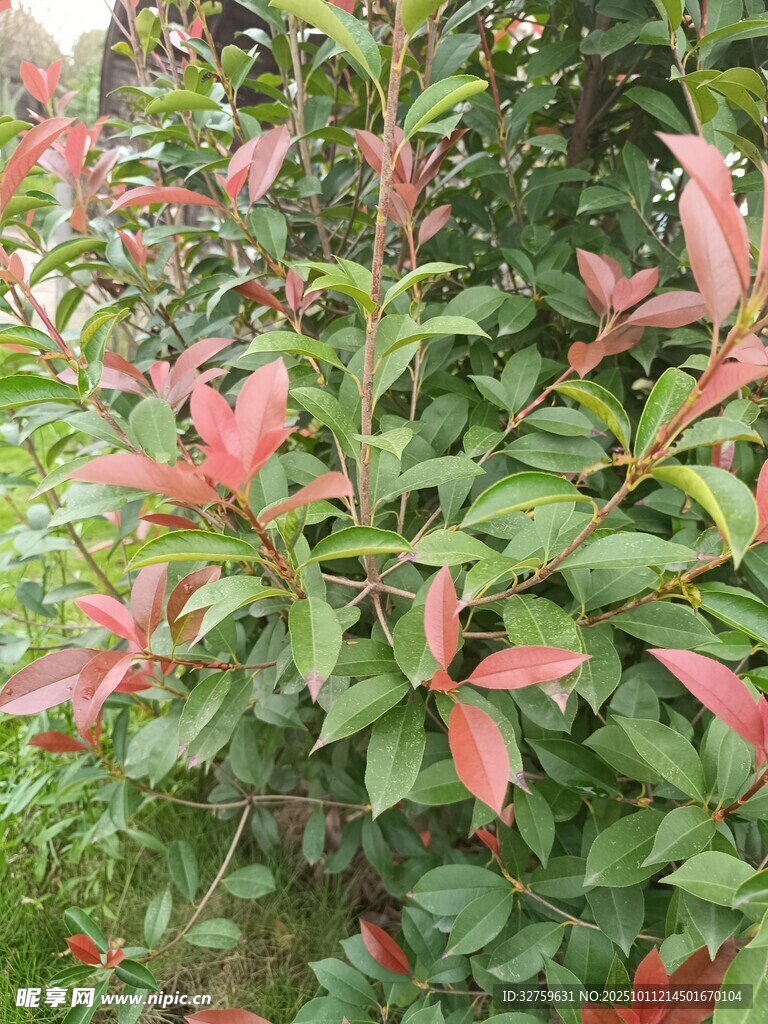 红绿叶植物特写