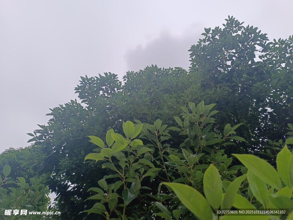 茂密树林中的绿意景致