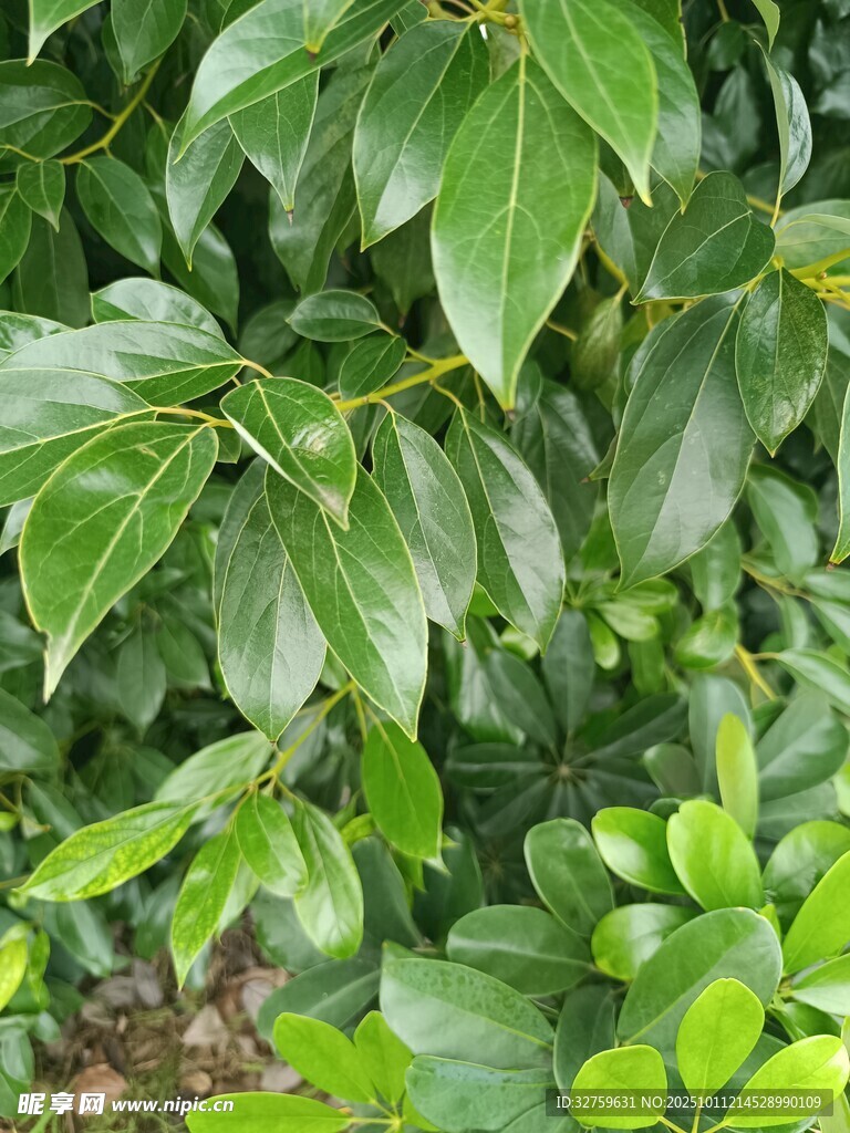 翠绿繁茂的植物叶片