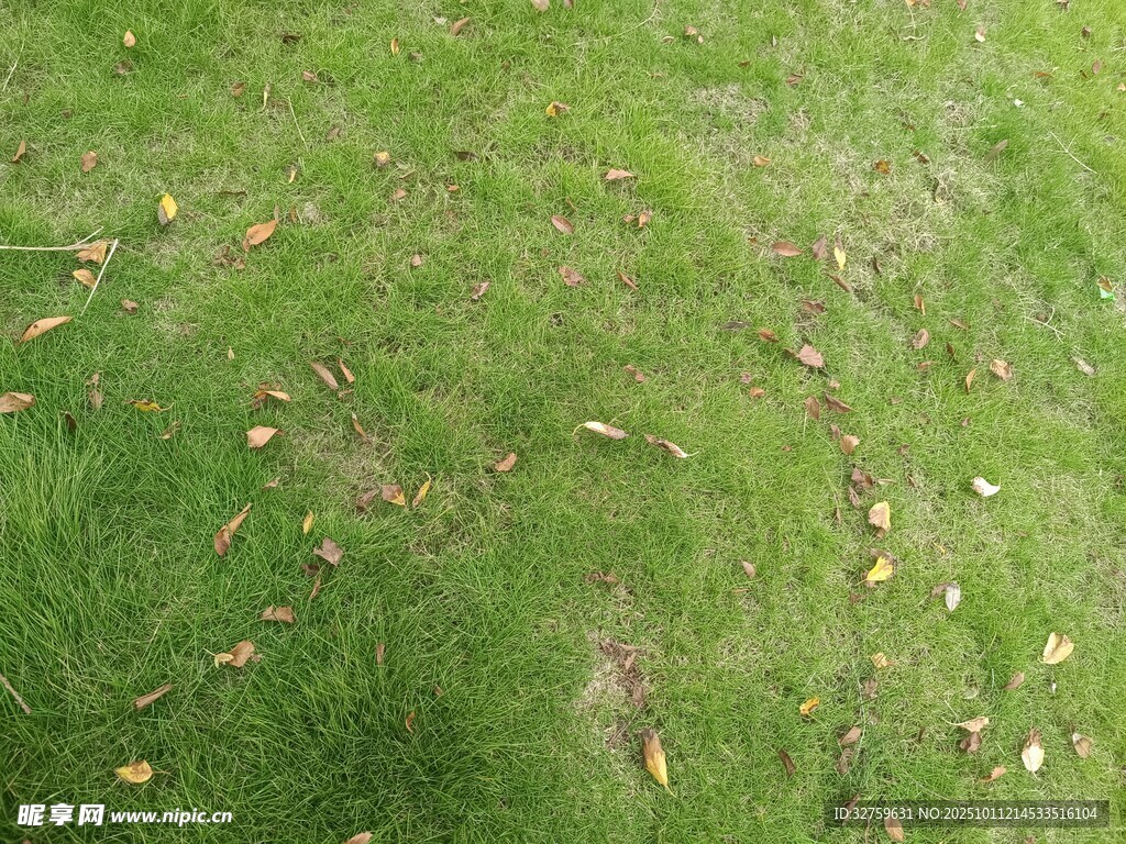 翠绿草地散落金黄叶片