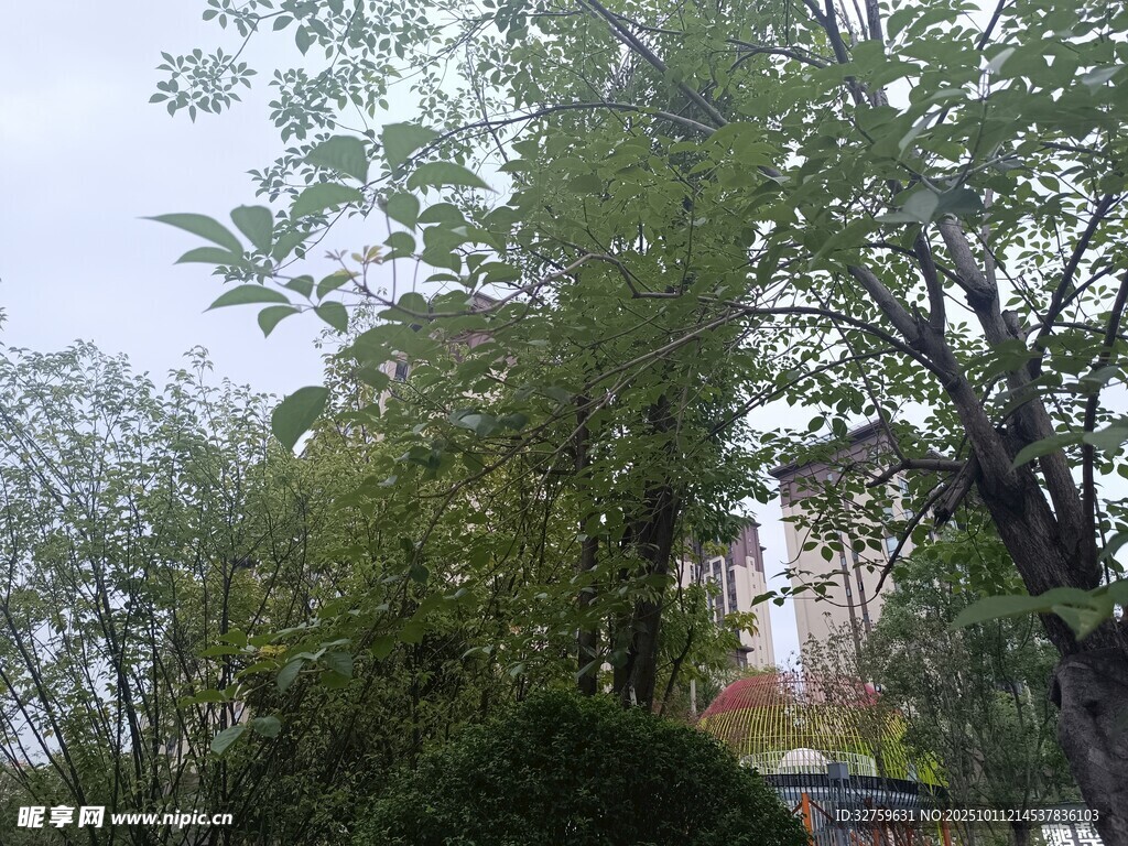 户外葱郁树木景观