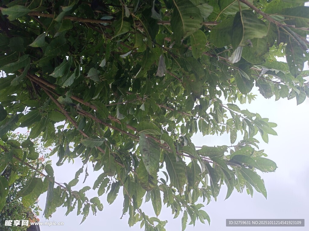 枝叶繁茂的树梢景象