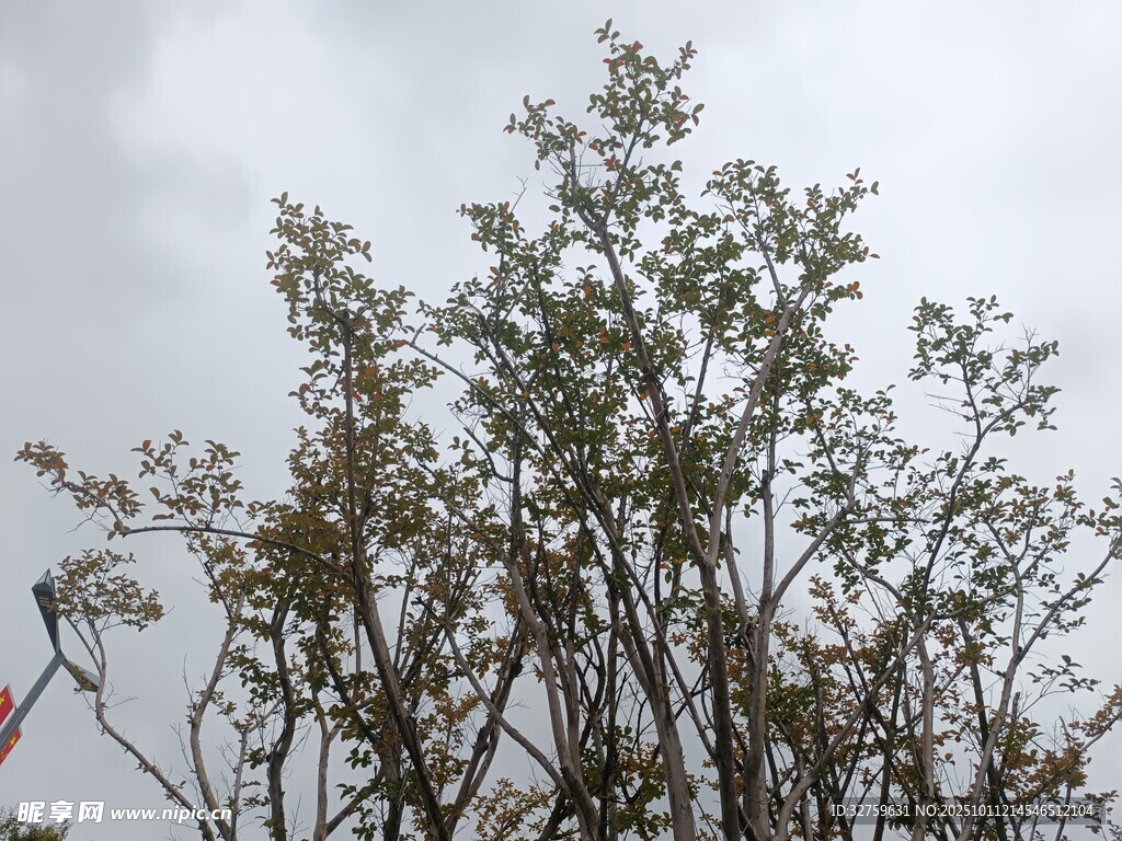 枝头绿叶映灰白天空