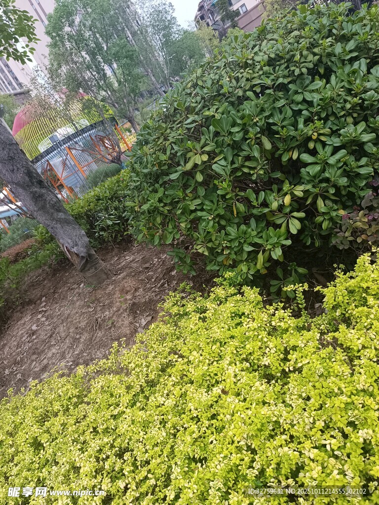 城市绿植景观