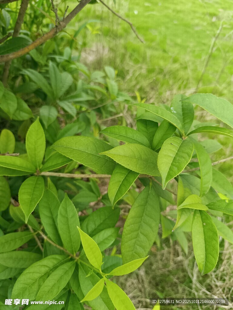 绿叶繁茂的清新植物景象