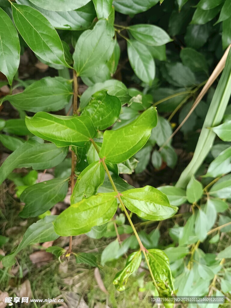 翠绿植物叶片特写