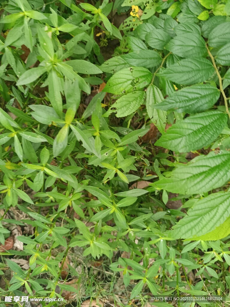 繁茂的绿色植物景象