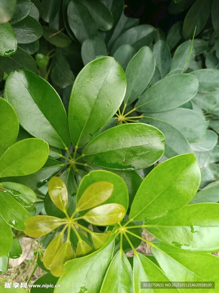 翠绿繁茂的鹅掌柴叶片