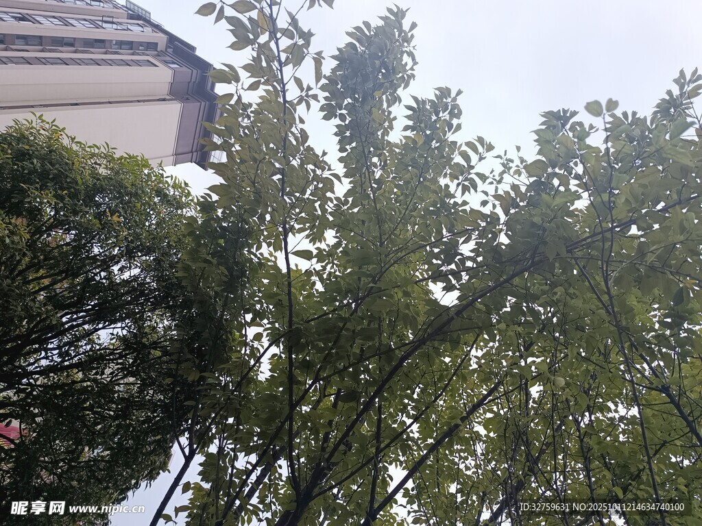 户外绿树景致