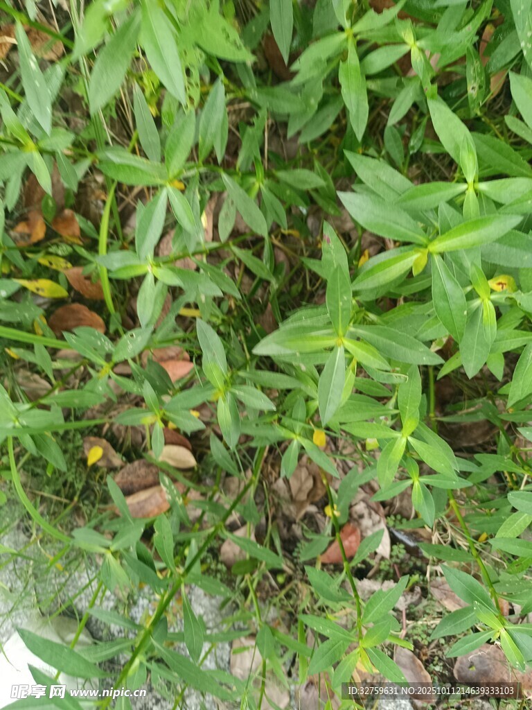 绿叶间的红色小果实