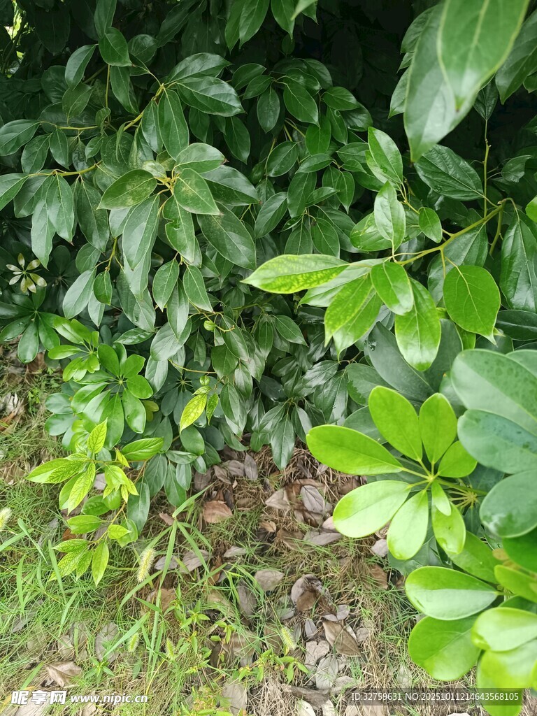 繁茂绿植