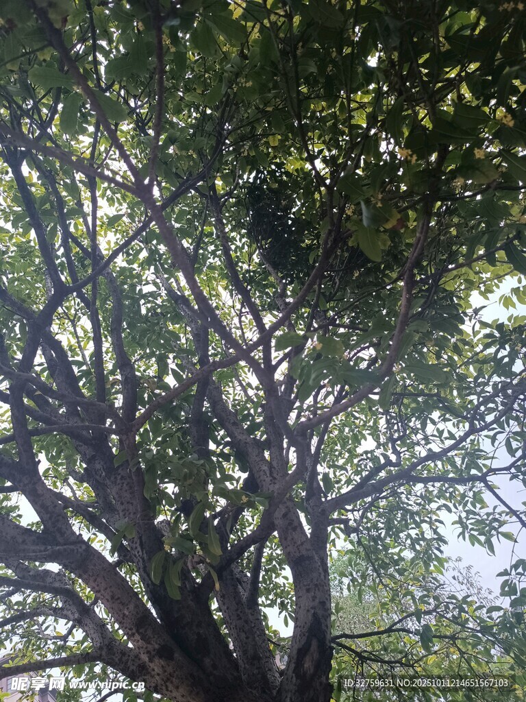 繁茂大树展现自然生命力