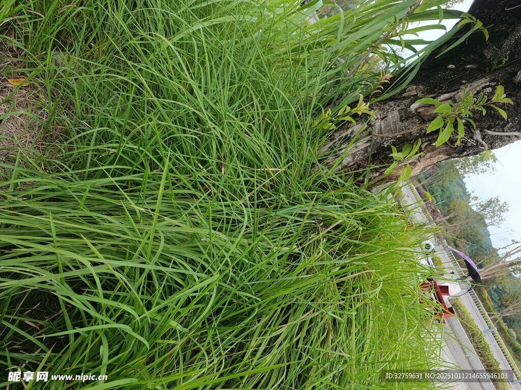 路边茂盛的绿色草丛