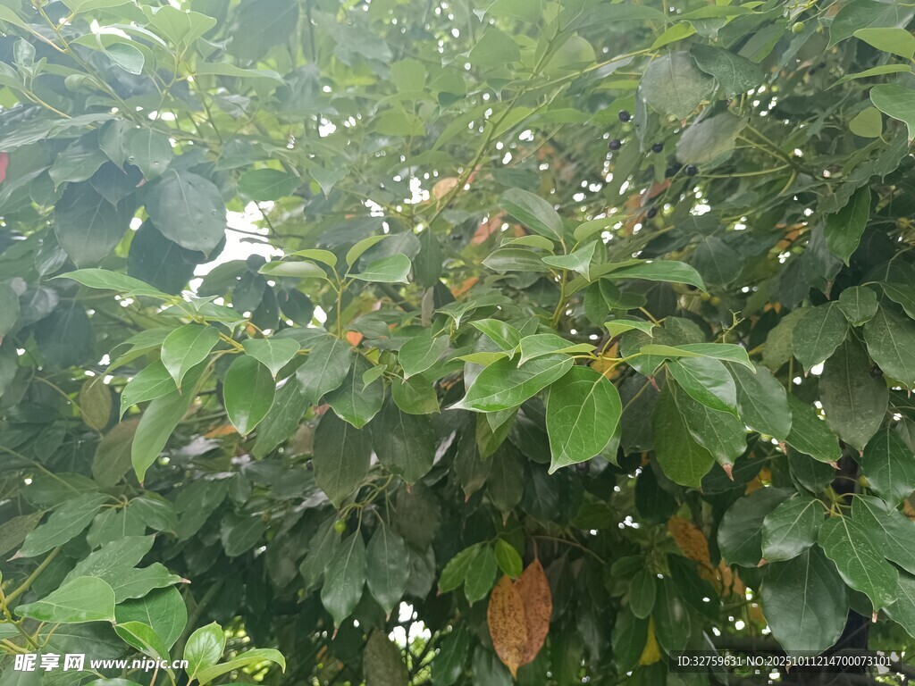 繁茂绿叶间的自然景致