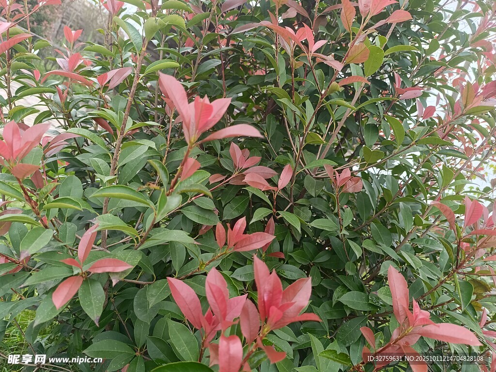 红绿叶植物景观