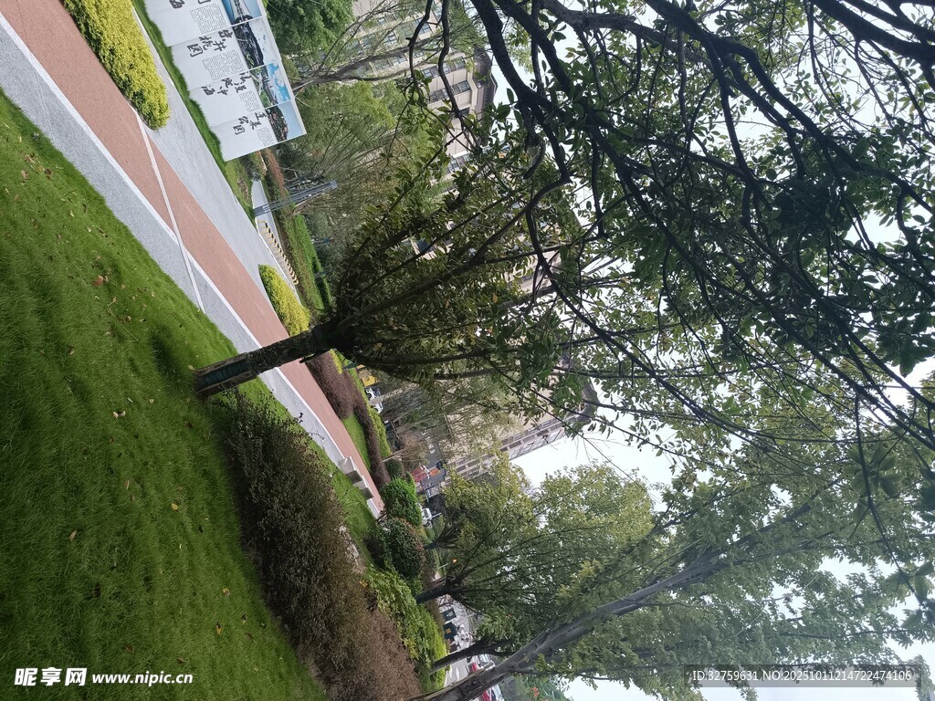 校园绿树草地景致