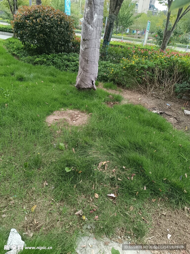 草地斑秃景象