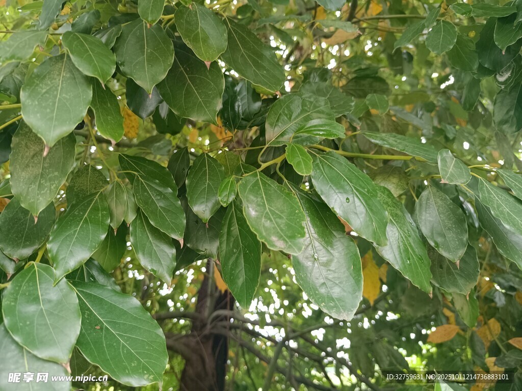 绿叶繁茂的树木局部视图