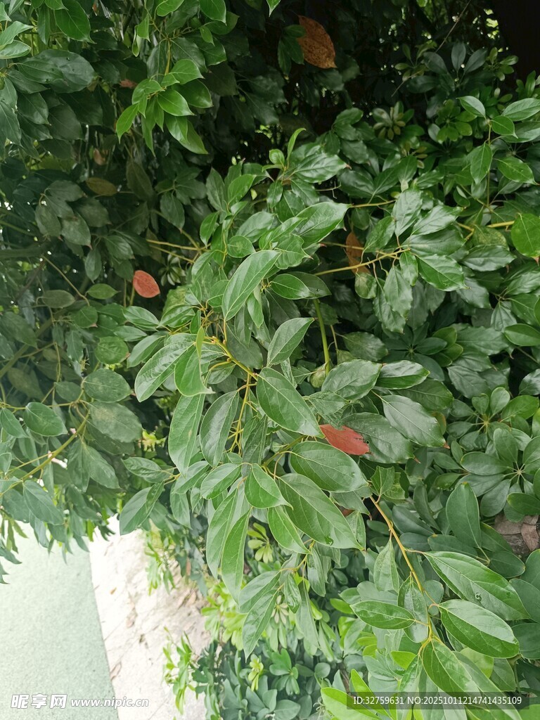 绿叶间的红色果实