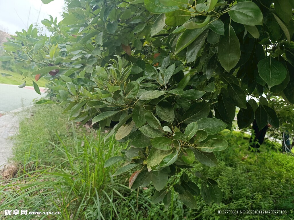 路边繁茂绿植景观