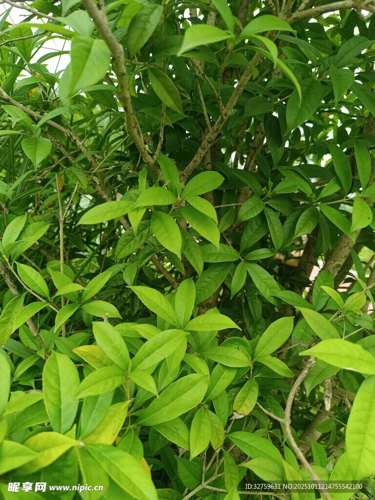 翠绿繁茂的植物枝叶